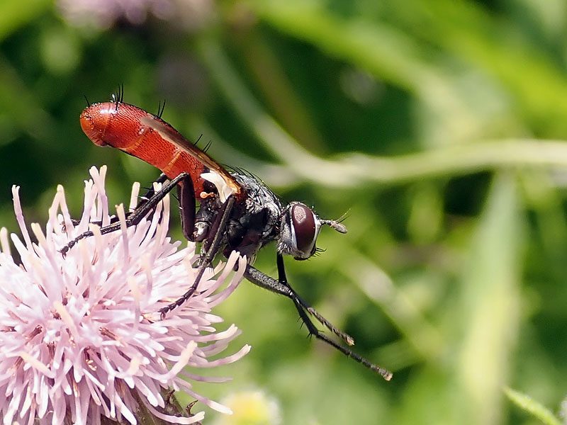 Tachinidae: Cylindromyia (Cylindromyia) bicolor